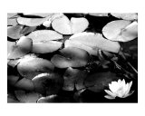 Water Flower II