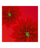 Perfect Pointsettias