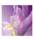 Abstract Iris