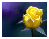 yellow rose