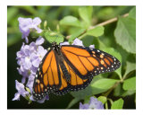 Quiet Monarch