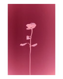 The Rose of The Little Prince