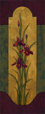 Greek Iris II