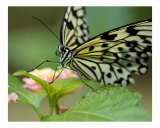 Resting Butterfly