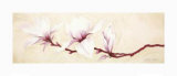 Magnolias II