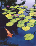 Koi Pond I