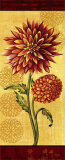 Dahlia II