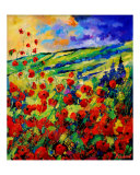 red poppies