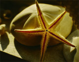 Starfish II