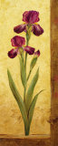 Grandiflora II
