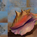 Sanibel Conch
