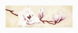Magnolias I