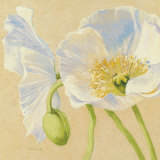 White Poppies II