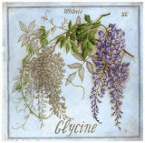 Glycine