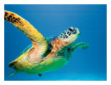 Hawaiian Green Sea Turtle