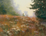 Septembers Wild Asters