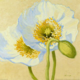 White Poppies III