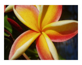 Kauai plumeria