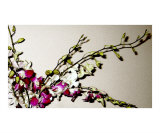 orchid