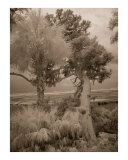 Infrared Beach Trees - Cumberland Island  GA