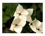 kousa dogwood