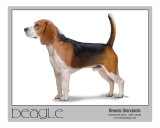 Breeds Standards Beagle