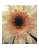 gerbera daisy
