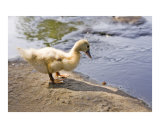 Lone Duck