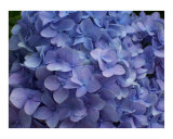 blue hydrangea