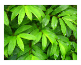 Green Ginger