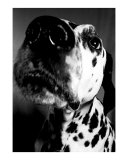 Nosey Dalmation