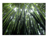 Bamboo Forrest