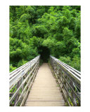 Bamboo Bridge