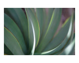 Macro Leaves