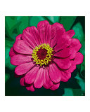 Pink Flower w/ Yellow Stars