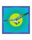 Naples Seagull
