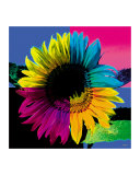 Rainbow Sunflower