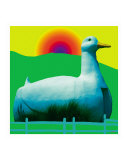 Long Island Duck