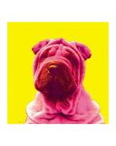 Sharpei