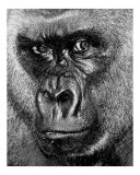 Primate