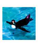Roman Penguin