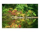 Autumn Reflection