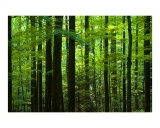 Forest 2