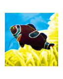 Purple Tropical Fish