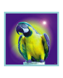 St Thomas Parrot