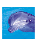 Flipper