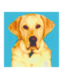 Charlie - Labrador Retreiver