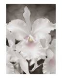 Barbados Orchid