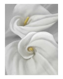 Two Calla Lilies with Drapery