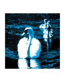 Swans